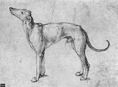 Greyhound Albrecht Durer